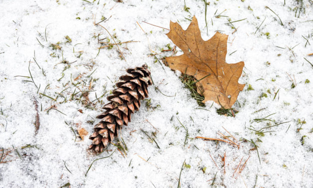 Rise and Shine: Jan. 26, 2021