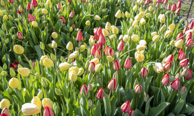 Rise and Shine: April 26, 2021