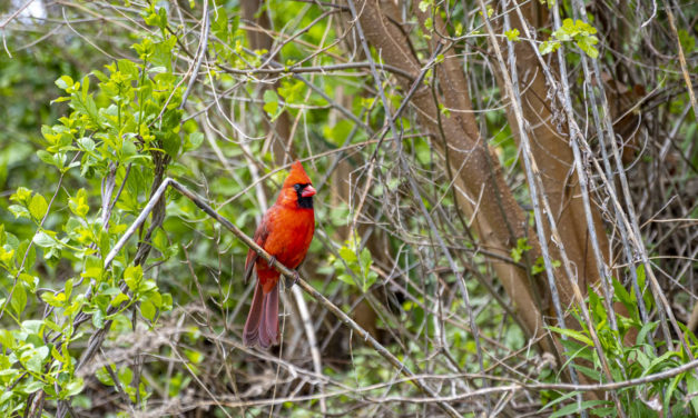 Rise and Shine: May 11, 2021