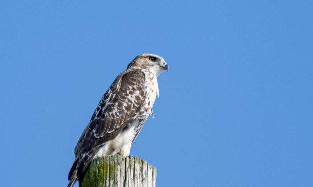 Rise and Shine: Aug. 16, 2021