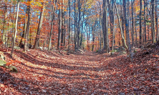 Rise and Shine: Nov. 17, 2021