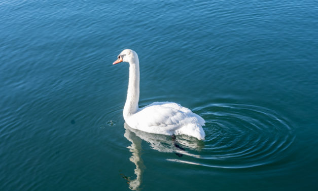 Rise and Shine: Jan. 24, 2022