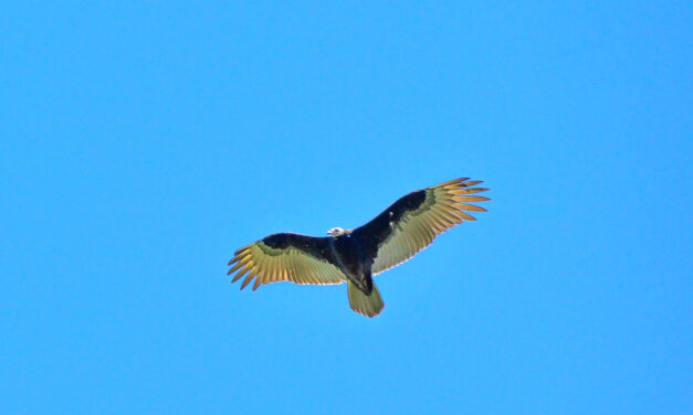 Rise and Shine: Wednesday, Sept. 21, 2022