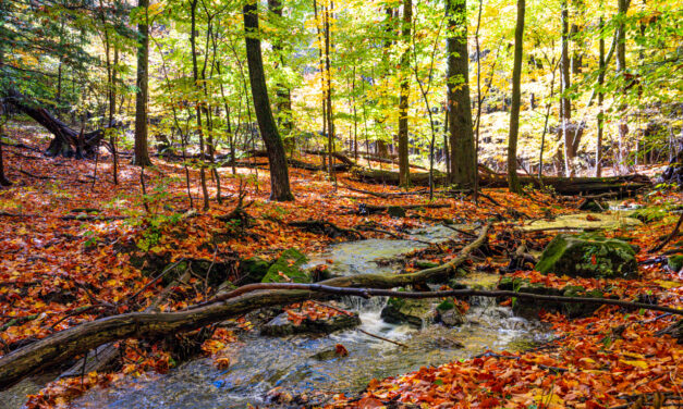 Rise and Shine: Wednesday, Oct. 19, 2022