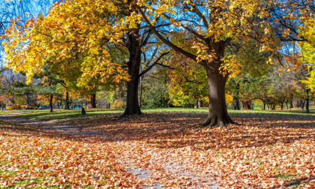 Rise and Shine: Friday, Nov. 18, 2022