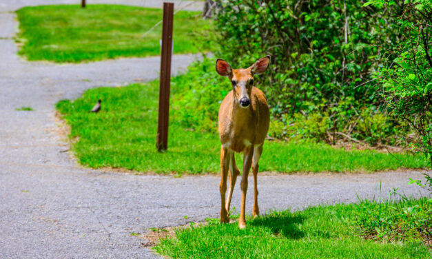 Rise and Shine: Monday, June 9, 2025