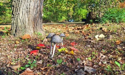 Rise and Shine: Tuesday, Oct. 28, 2025