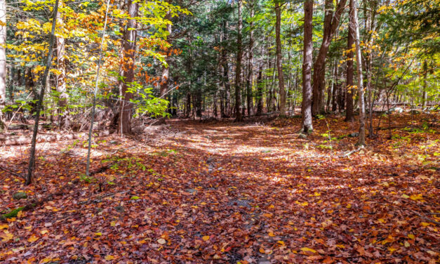 Rise and Shine: Wednesday, Oct. 15, 2025