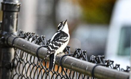 Rise and Shine: Thursday, Nov. 20, 2025